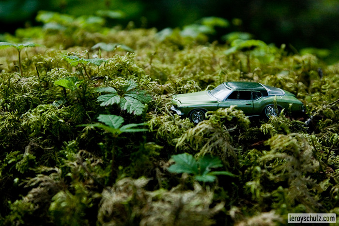 Finding Zen in the magic forest