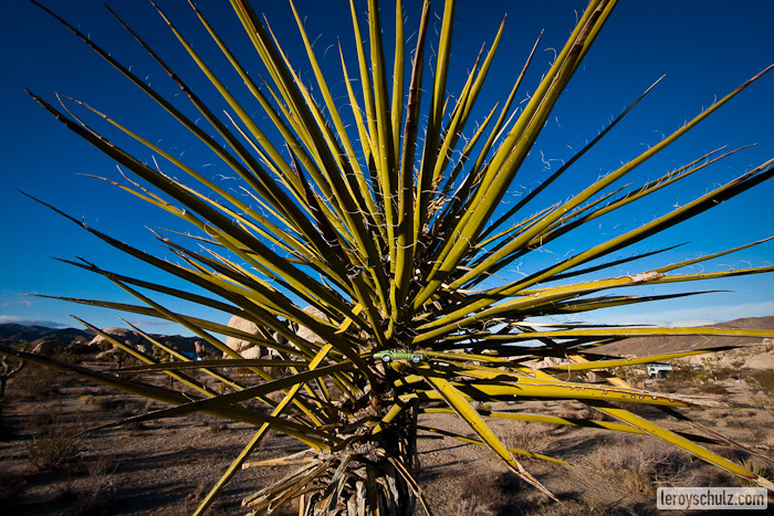 Meditating in the Desert