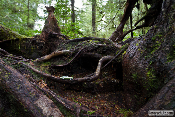 Finding Zen In The Rainforest