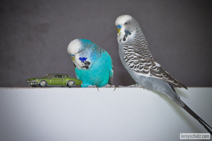 Standing In For Lettuce