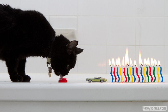 Celebrating Sweet 16 with PC The Cat